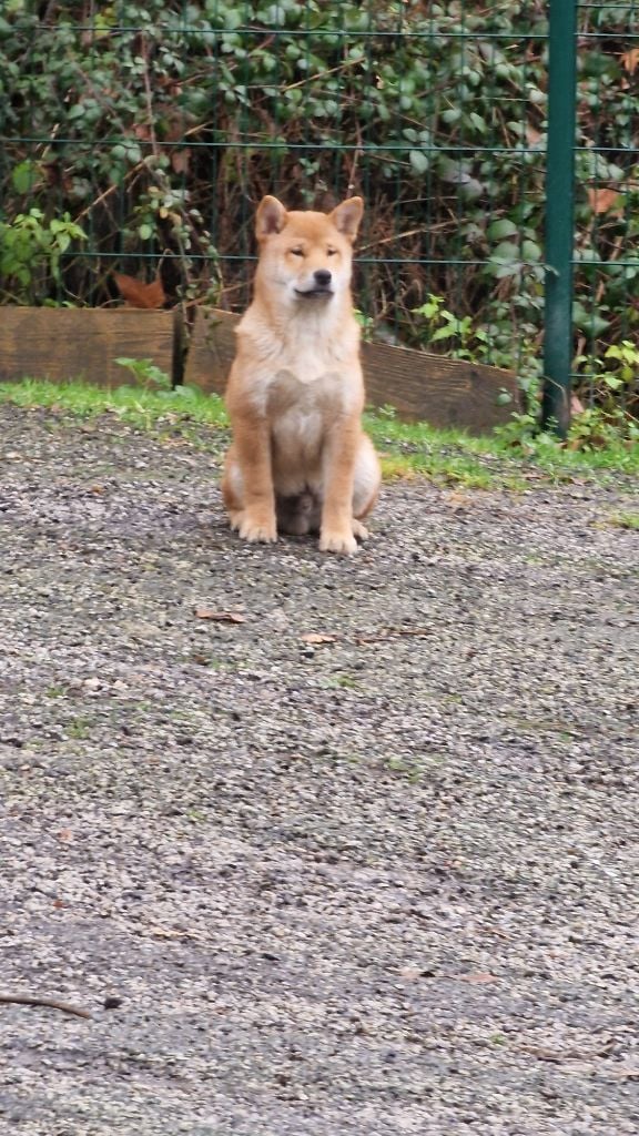 des Gardiens de la Vendinelle - Chiots disponibles - Shiba