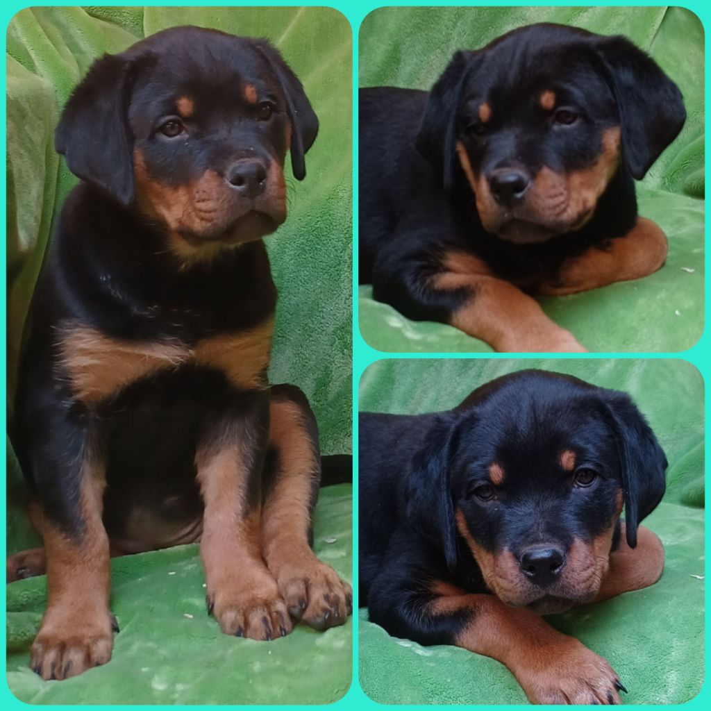 Des Comtes De L'inefaëlle - Chiots disponibles - Rottweiler