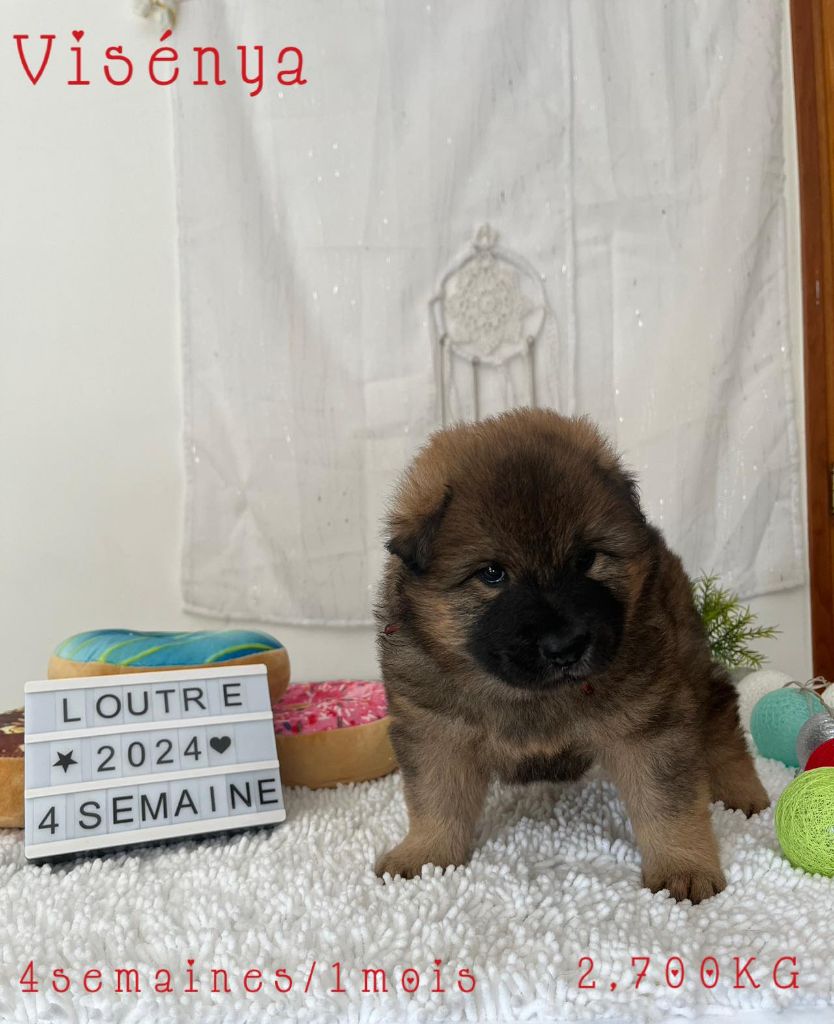 Des Origines De Faïd'rone - Eurasier - Portée née le 04/04/2024