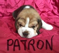 Patron