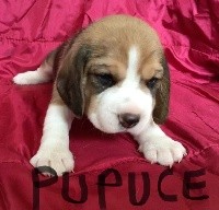 Pupuce