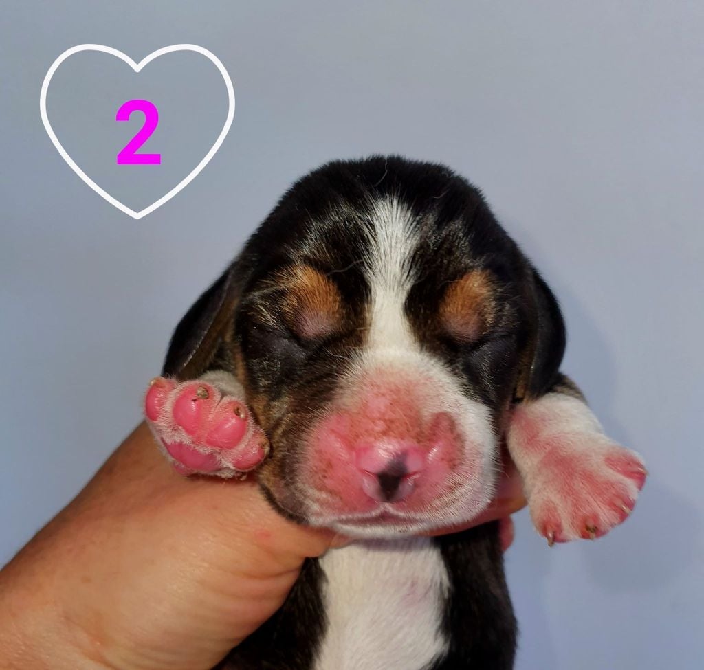 De La Beaglerie Du Dore Et Forez - Chiots disponibles - Beagle