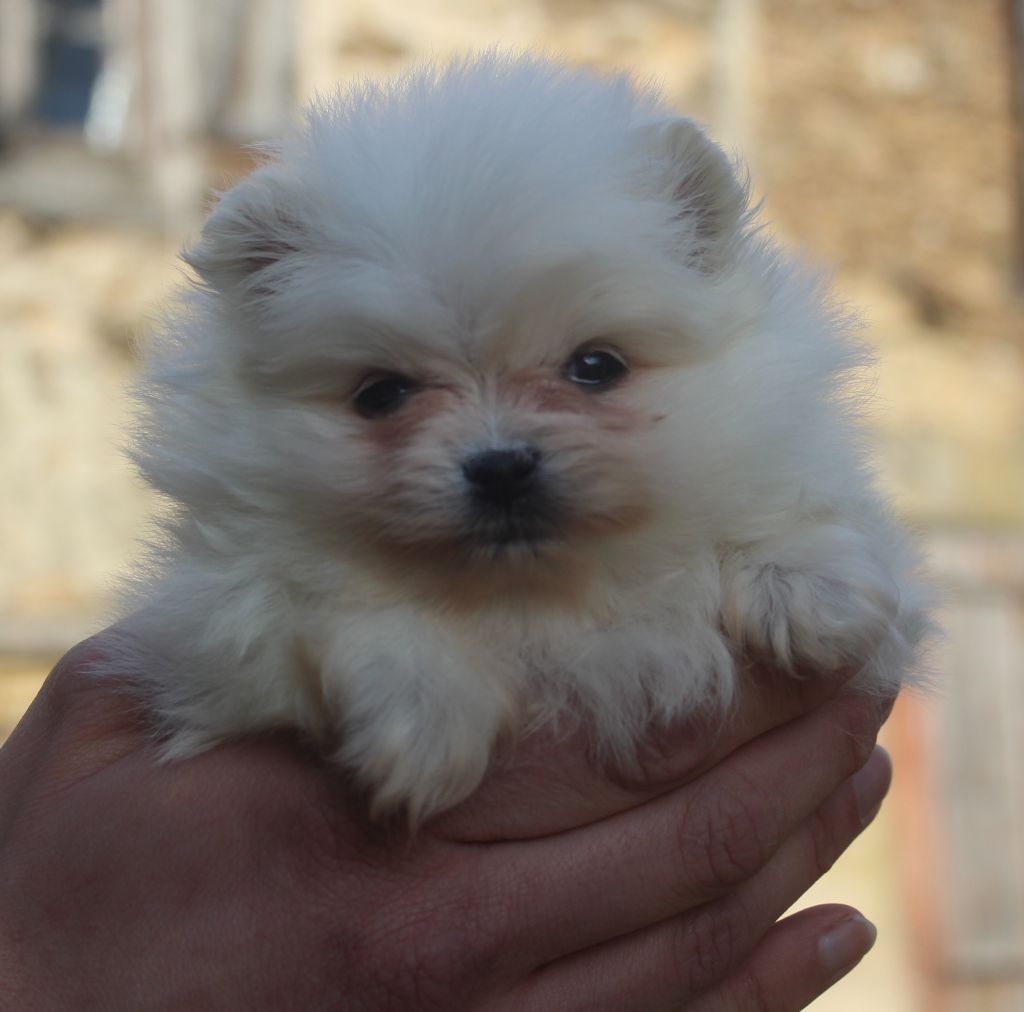 Lords of the Poms - Chiots disponibles - Spitz allemand