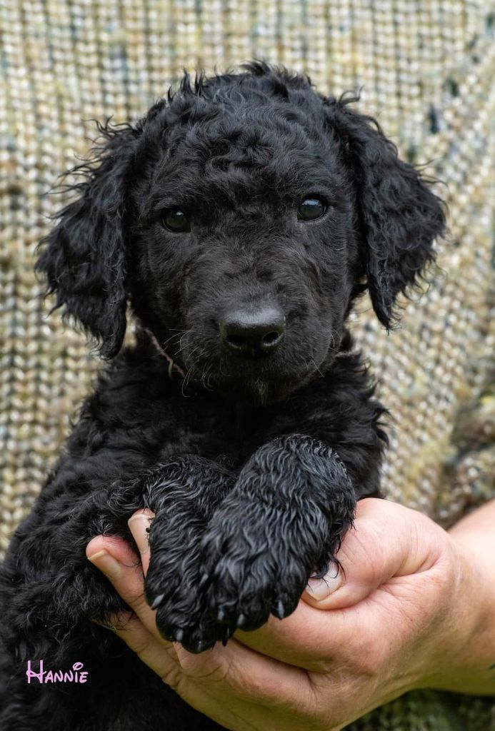 Du Moulin Du Paulu - Chiots disponibles - Curly Coated Retriever