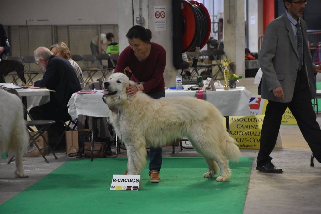 Des Sept Roses - EXPO INTERNATIONALE ET SPECIALE DE RACE  DOLE