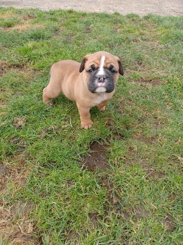 Des Abbesses Du Conti - Chiots disponibles - Bulldog continental