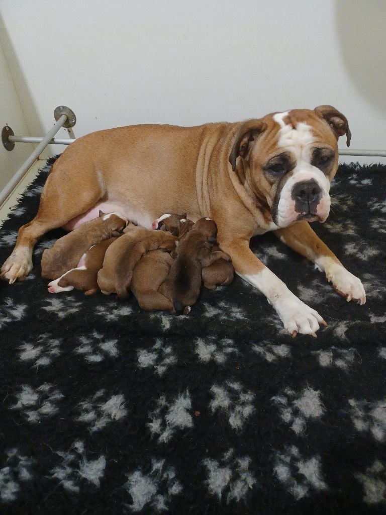 Chiot Bulldog continental Des Abbesses Du Conti