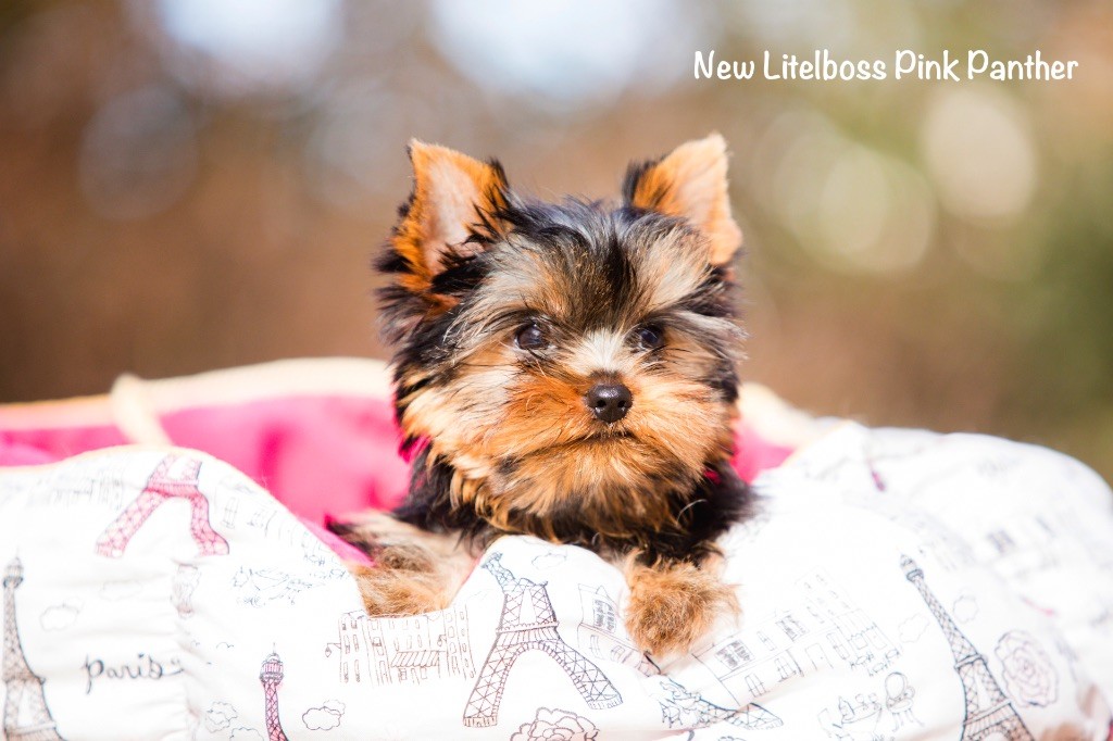 New Litel Boss - Yorkshire Terrier - Portée née le 21/10/2019