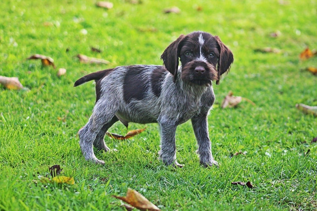 Du Domaine De La Barbich' - Chiots disponibles - Chien d'arrêt allemand à poil dur