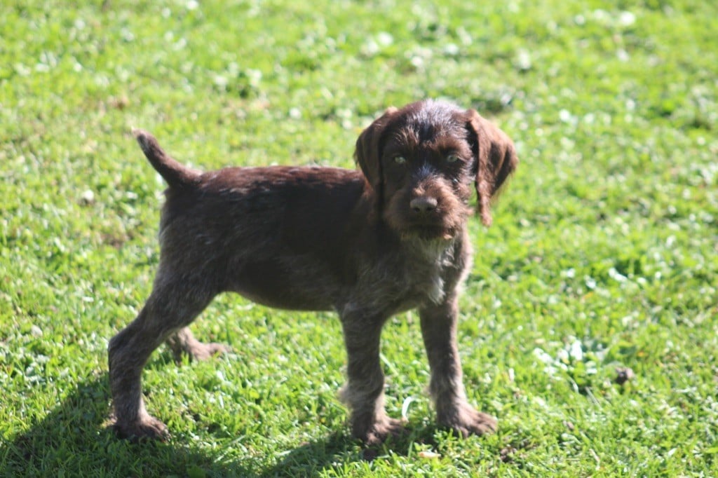 Du Domaine De La Barbich' - Chiots disponibles - Chien d'arrêt allemand à poil dur