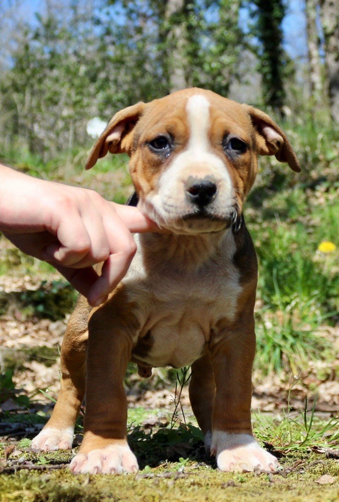 Du Clan Vincenzo - American Staffordshire Terrier - Portée née le 29/01/2019