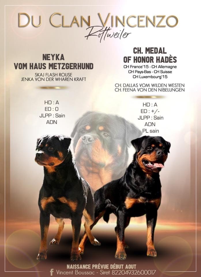 Du Clan Vincenzo - Rottweiler - Portée née le 01/08/2019