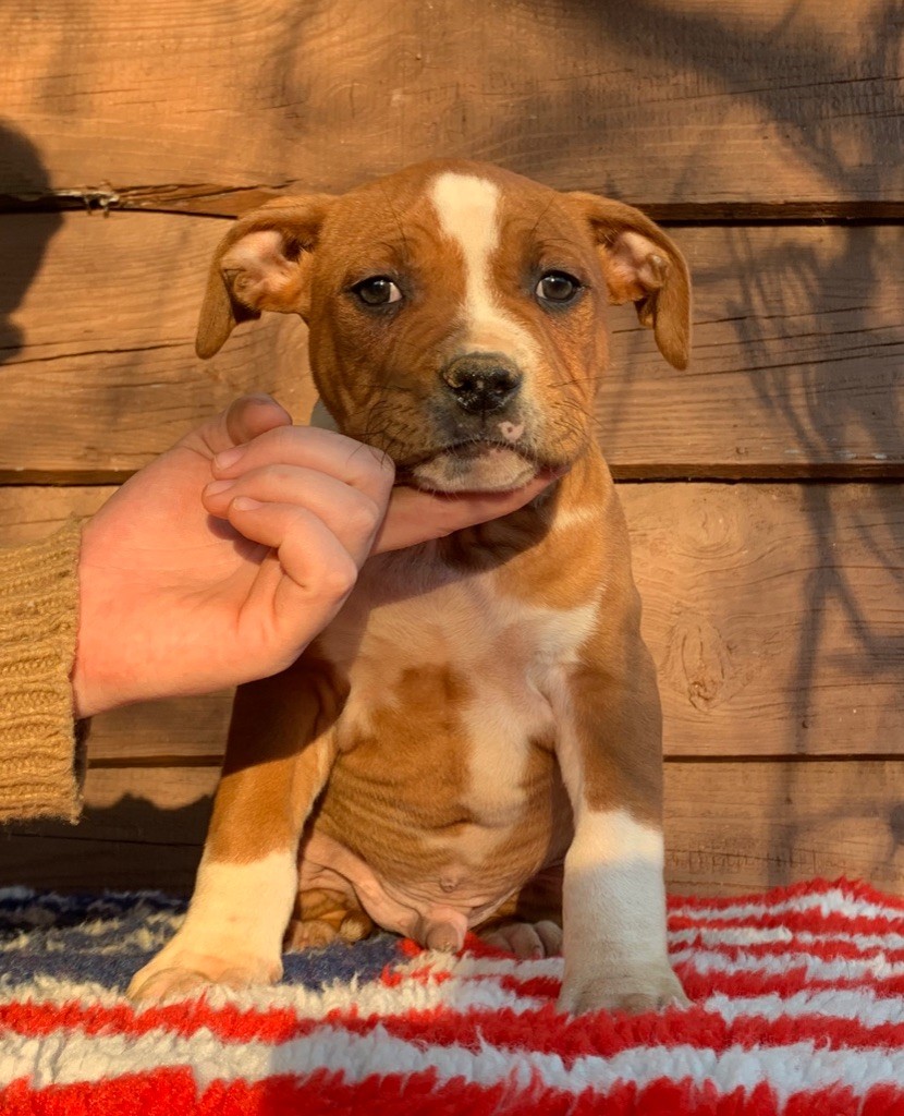 Du Clan Vincenzo - American Staffordshire Terrier - Portée née le 13/11/2019