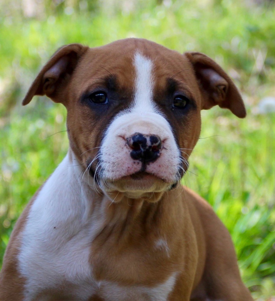 Du Clan Vincenzo - American Staffordshire Terrier - Portée née le 21/02/2019