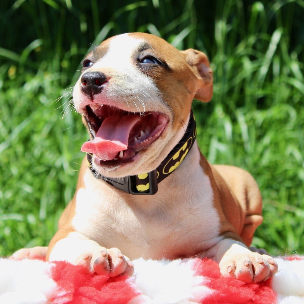 Du Clan Vincenzo - American Staffordshire Terrier - Portée née le 29/03/2018