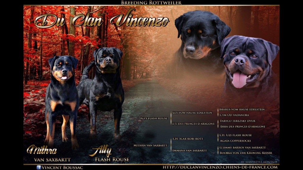 Du Clan Vincenzo - Rottweiler - Portée née le 04/04/2018