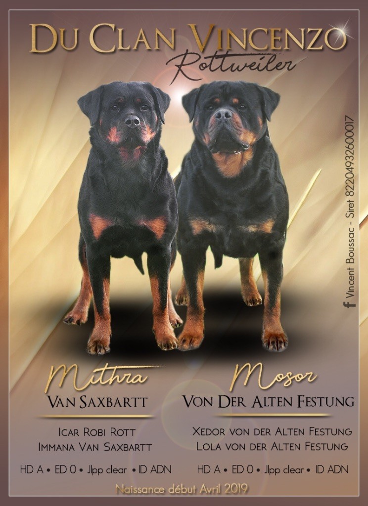 Du Clan Vincenzo - Rottweiler - Portée née le 14/04/2019