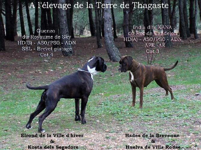 De La Terre De Thagaste - 2016 - Les 1ers chiots de la Terre de Thagaste 