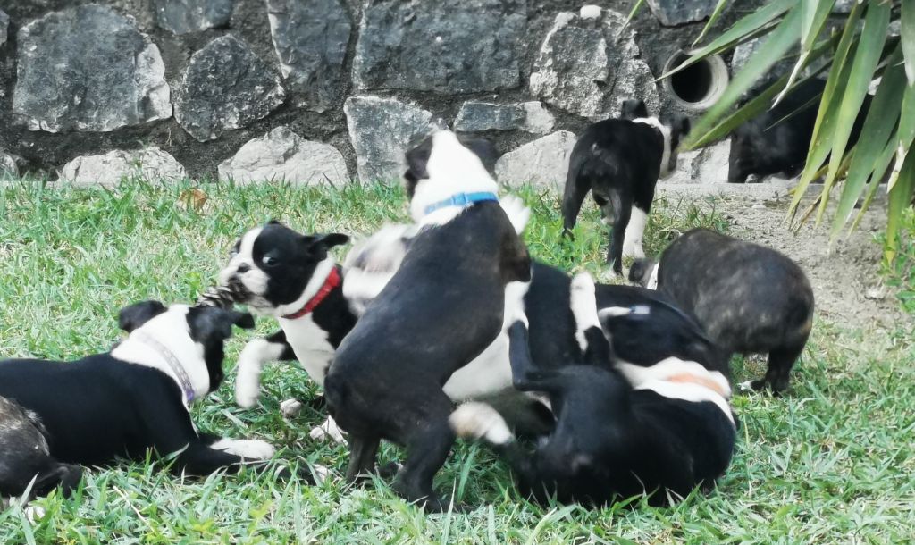 Des Chiens De Nissa La Bella - Vidéo des bébés 28 août 2024