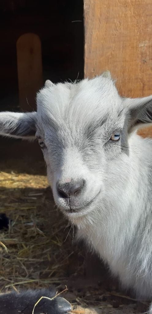 Du Puits Des Guerriers - Plus de chiots poils longs de dispo actuellement !