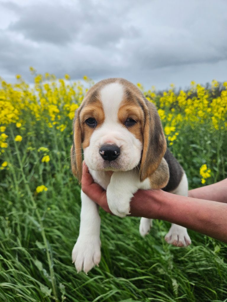 Des Courants De La Selle - Chiots disponibles - Beagle