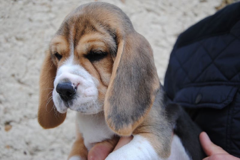 Des Courants De La Selle - Beagle - Portée née le 14/08/2016