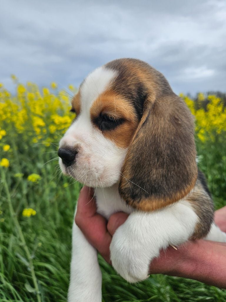 Des Courants De La Selle - Beagle - Portée née le 19/02/2024