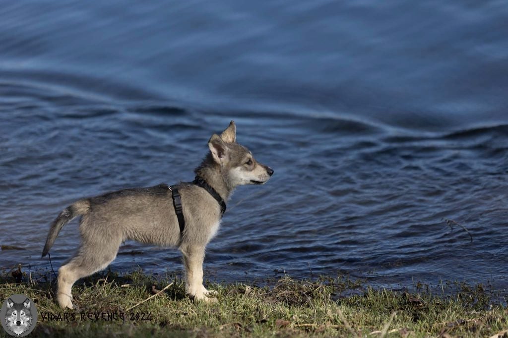 Des Terres Du Valhalla - Chiots disponibles - Chien-loup de Saarloos