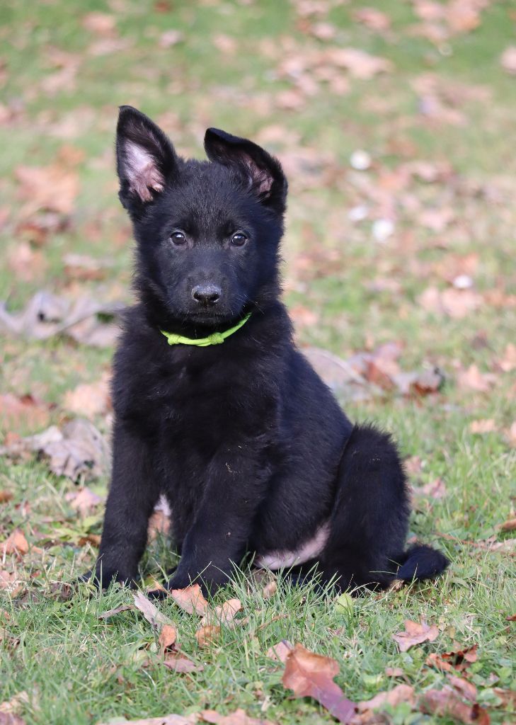 Des Contreforts Du Vercors - Des chiots sont disponibles 