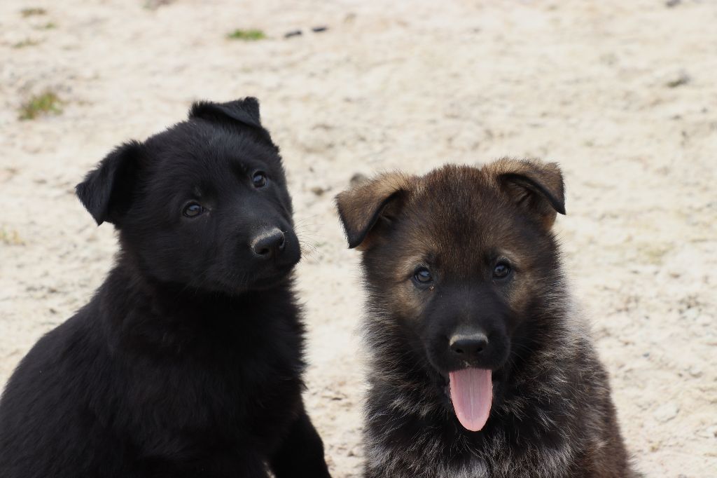 Des Contreforts Du Vercors - Chiots disponibles