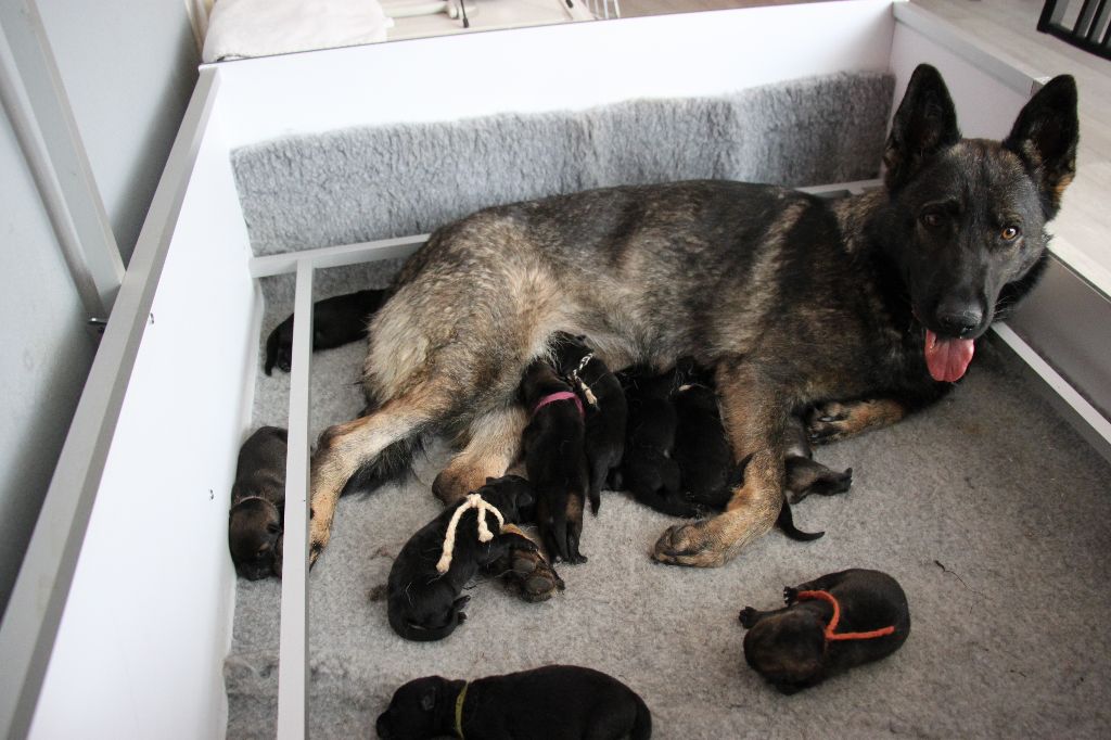 Des Contreforts Du Vercors - Naissance des  chiots de Loubia