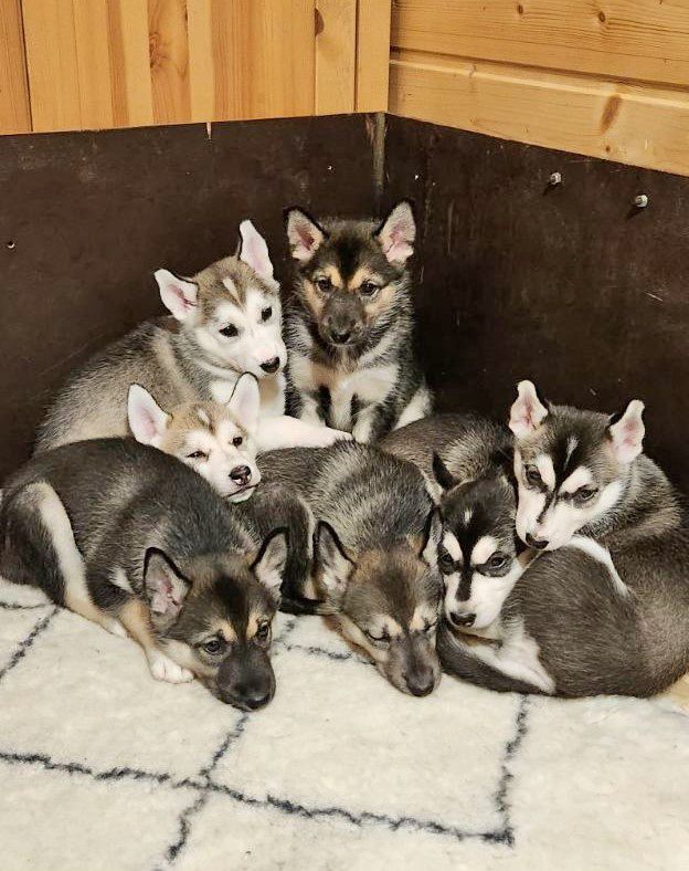 Chiot Siberian Husky Des Cimes Du Léman