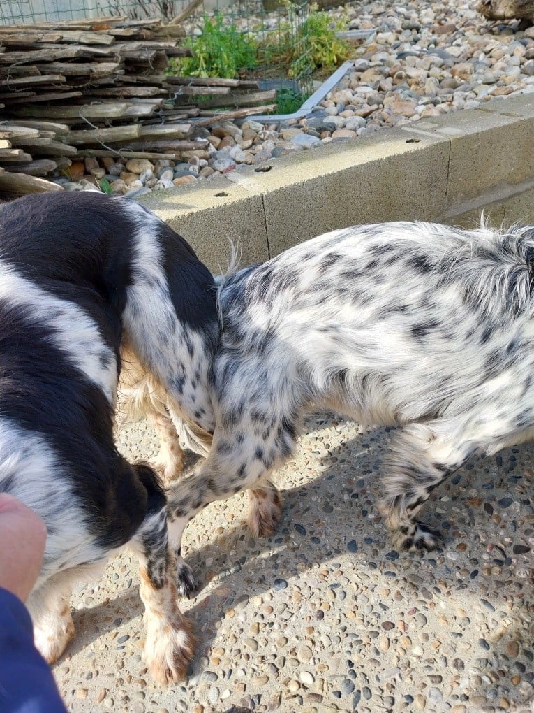 De La Vallée De Champlebout - Snoope du LBDE a rencontré Mozart de LEDSJ