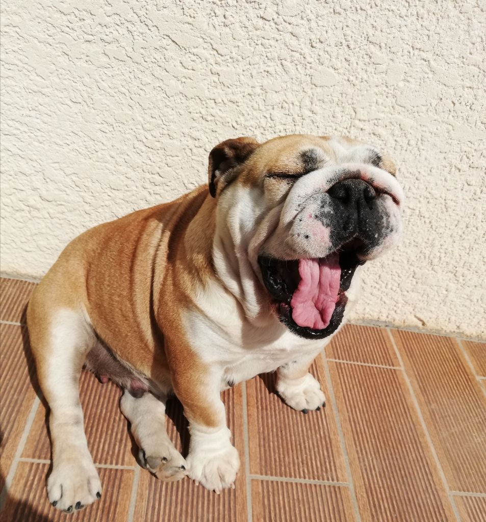 des vignes ensoleillées - Bulldog anglais Lof 