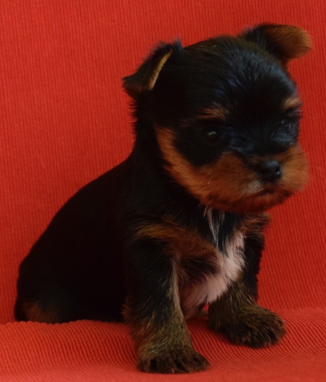 Celt' And Dac - Yorkshire Terrier - Portée née le 26/08/2017