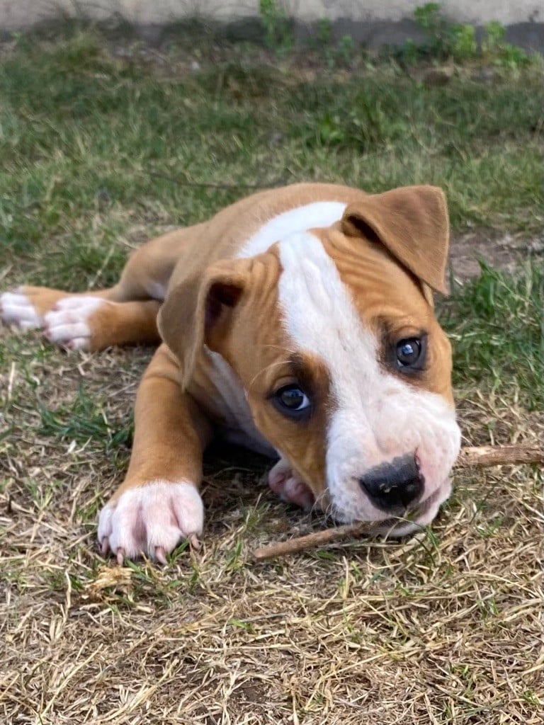 Celt' And Dac - Chiots disponibles - American Staffordshire Terrier