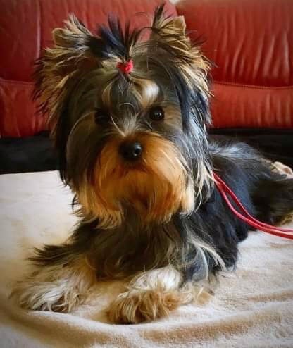 Celt' And Dac - Yorkshire Terrier - Portée née le 12/08/2018