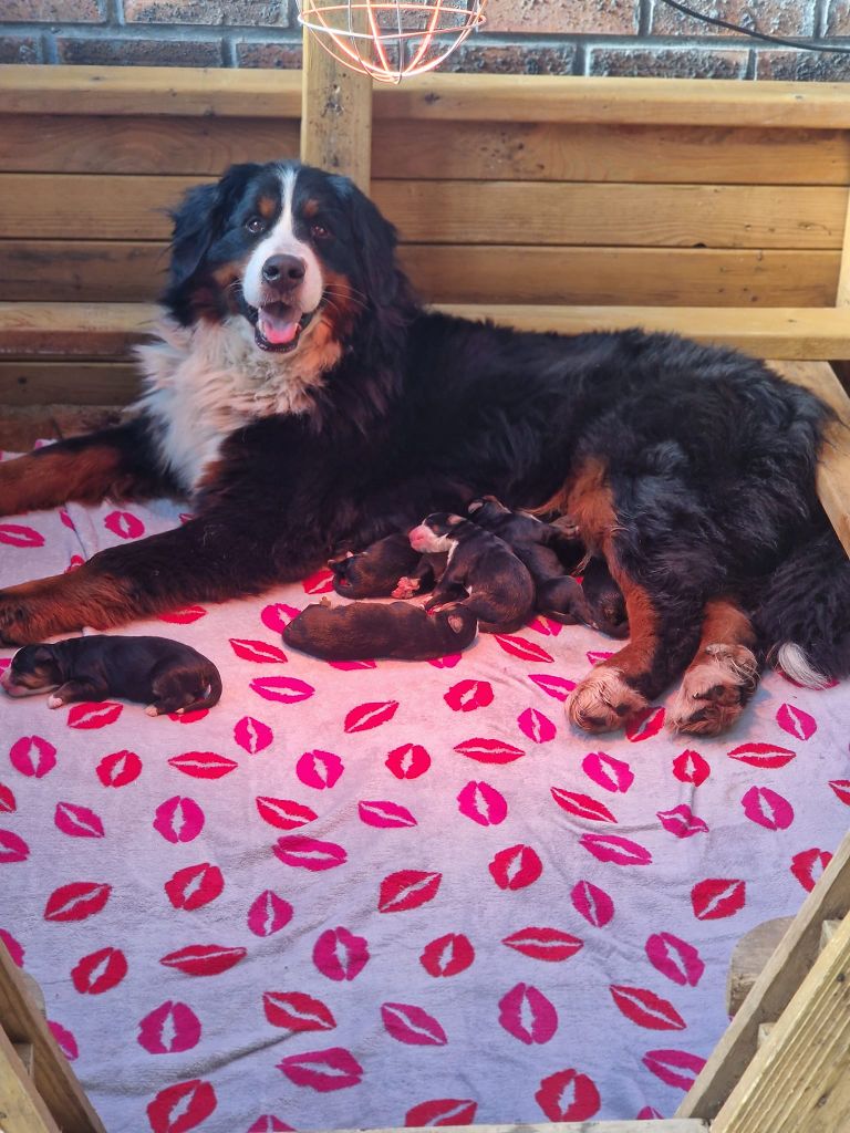 Chiot Bouvier Bernois du Chalet du Parc Saintaubinois