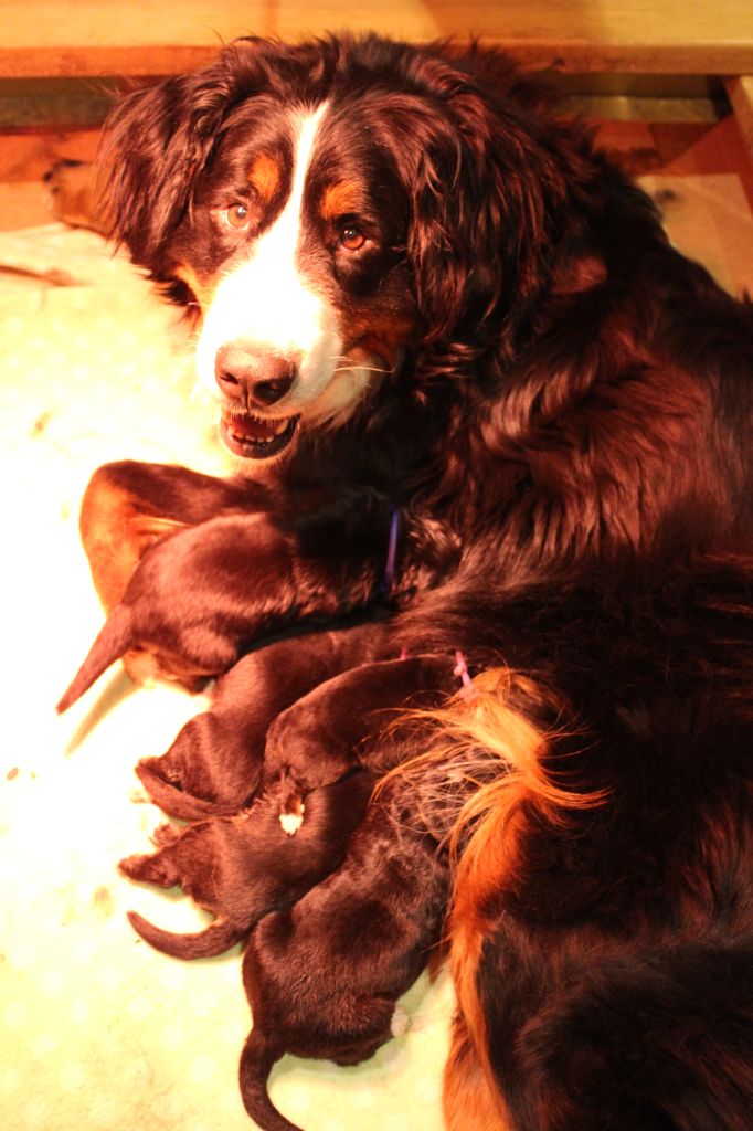 Chiot Bouvier Bernois du Chalet du Parc Saintaubinois