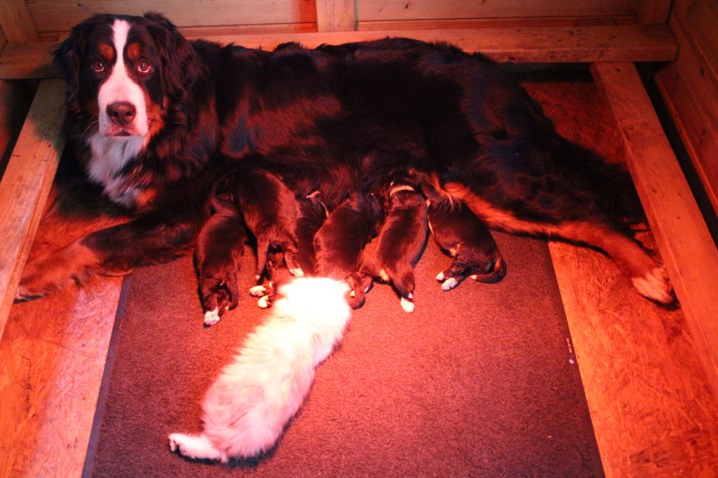 Chiot Bouvier Bernois du Chalet du Parc Saintaubinois