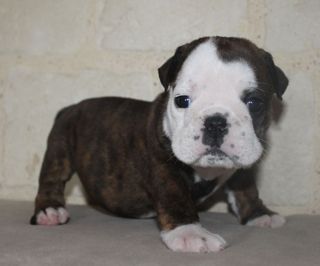 Des Bould'Anges D'Hewen - Chiots disponibles - Bulldog Anglais