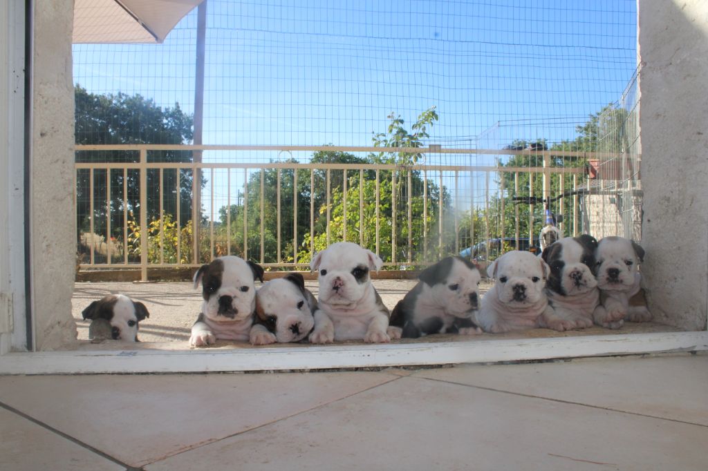 Chiot Bulldog Anglais Des Bould'Anges D'Hewen