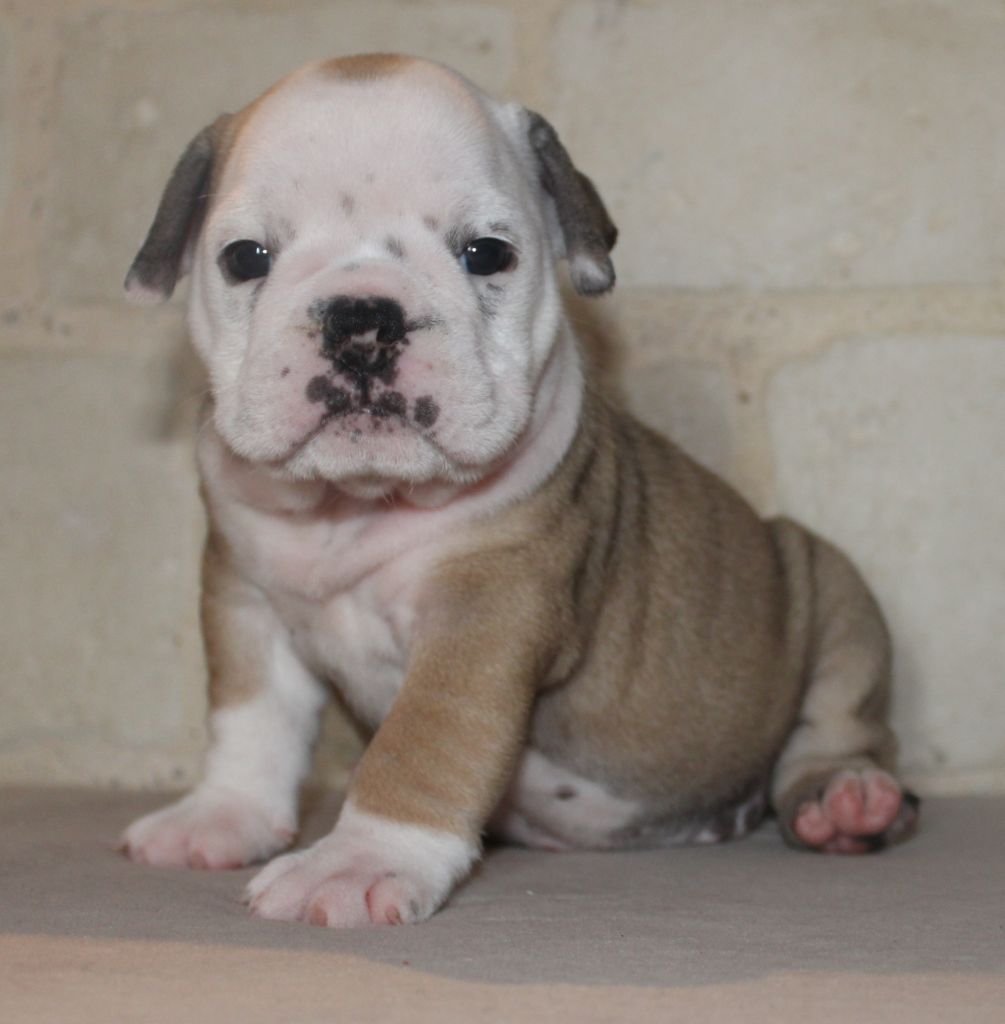 Des Bould'Anges D'Hewen - Chiots disponibles - Bulldog Anglais