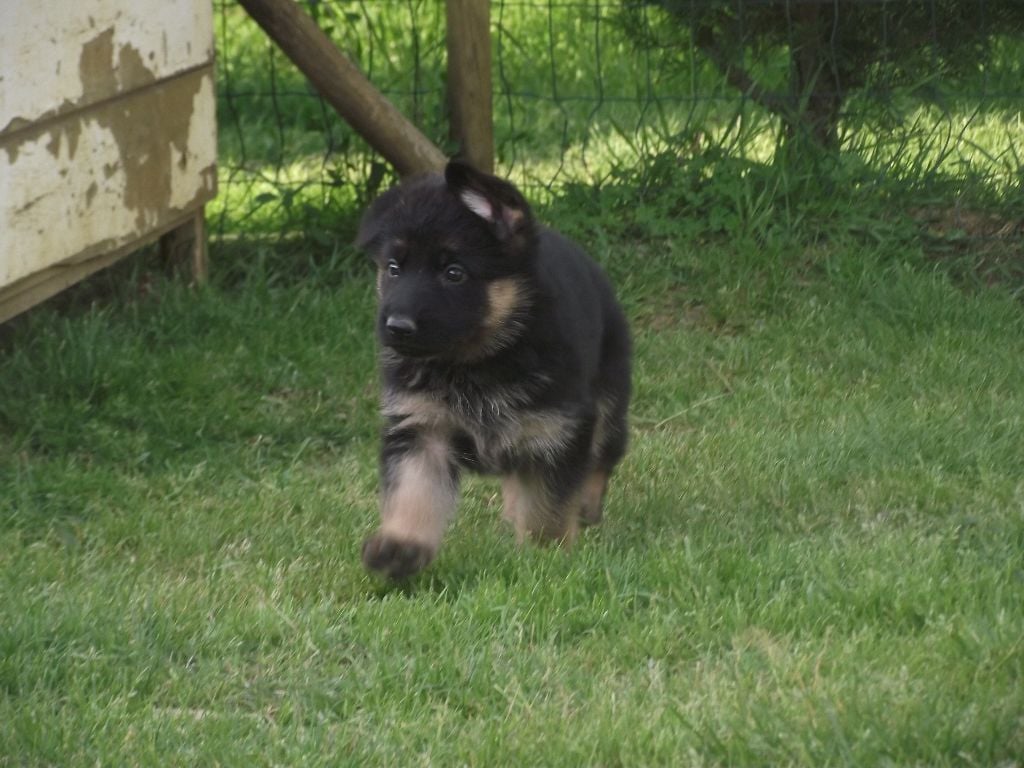 Des Lianes De Chita - Chiots disponibles - Berger Allemand