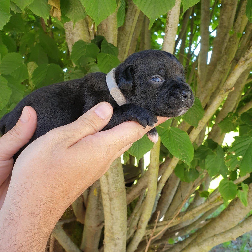 De La Taniere Du Staffie - Chiots disponibles - Staffordshire Bull Terrier