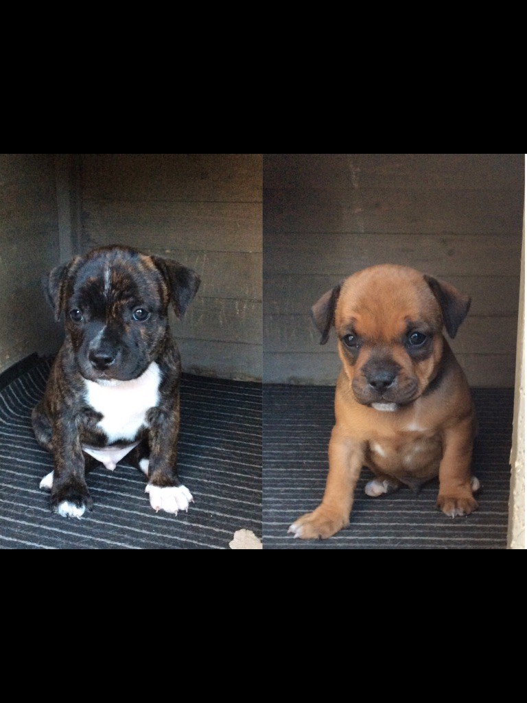 Chiot Staffordshire Bull Terrier De La Taniere Du Staffie