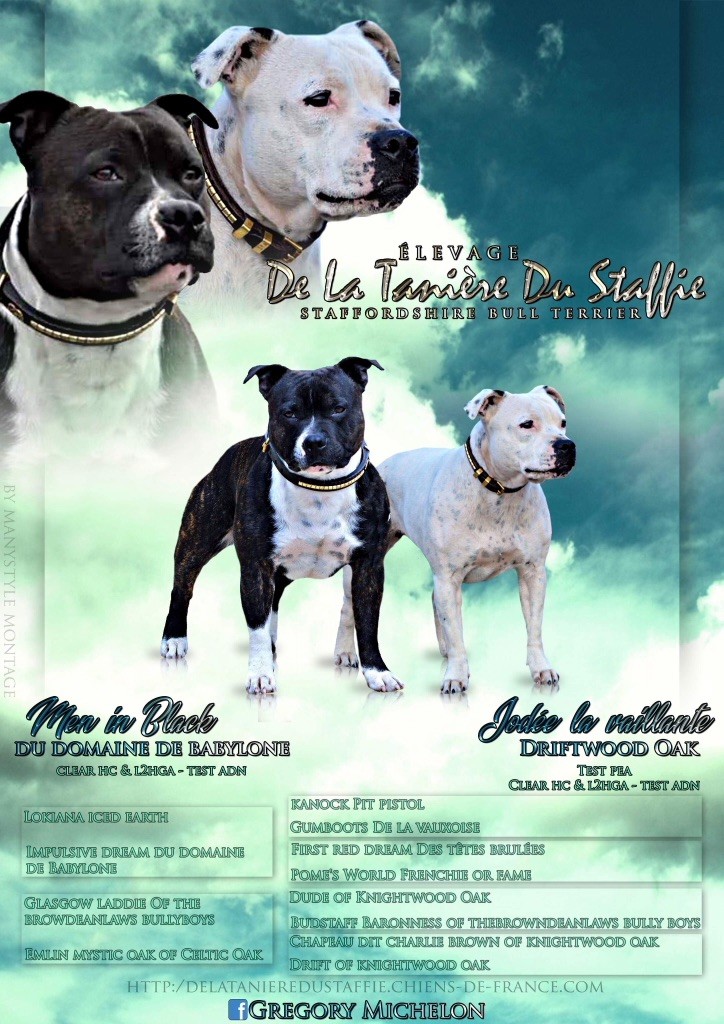 Chiot Staffordshire Bull Terrier De La Taniere Du Staffie