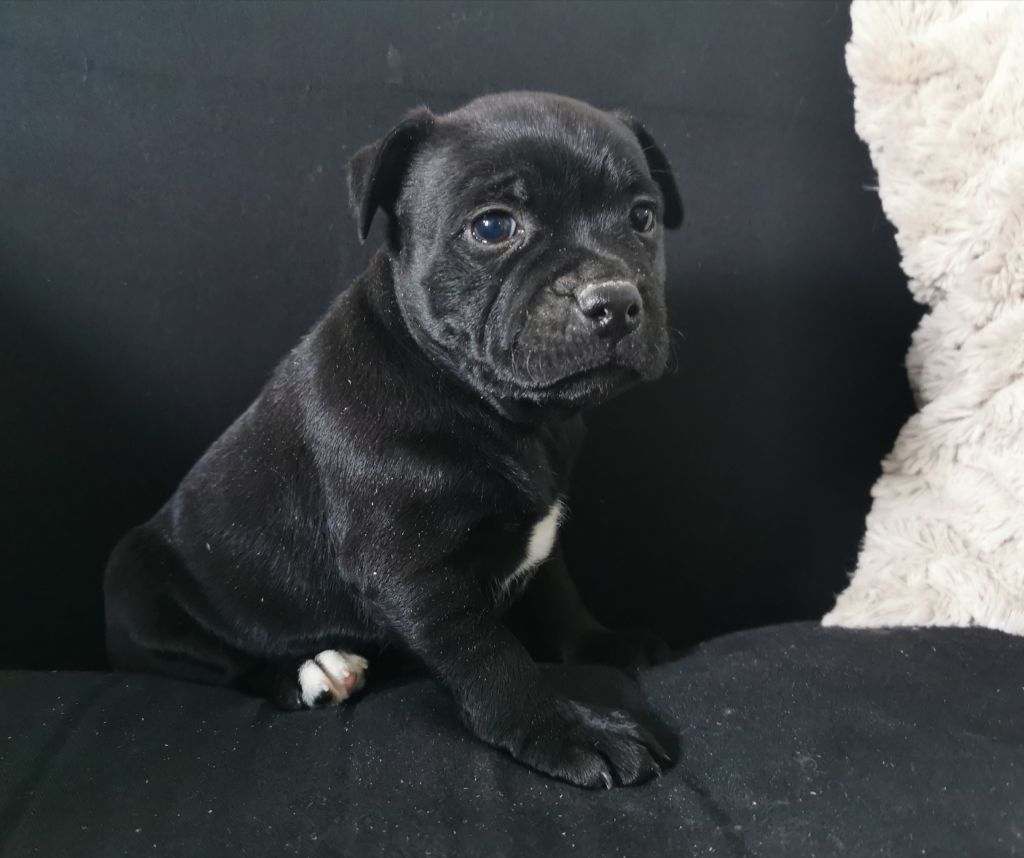 Blueline Bull's - Staffordshire Bull Terrier - Portée née le 04/10/2019