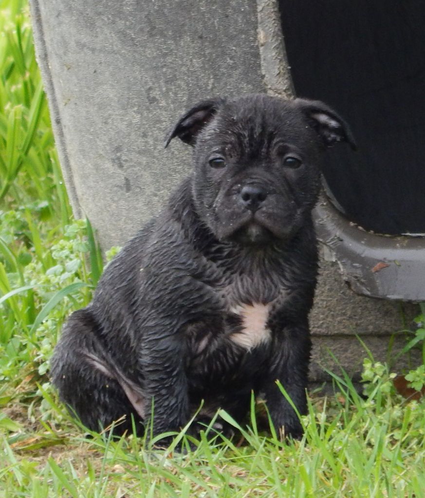 Blueline Bull's - Staffordshire Bull Terrier - Portée née le 31/01/2022