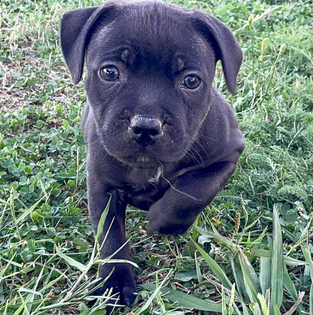 Chiot Staffordshire Bull Terrier Blueline Bull's